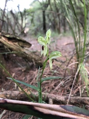 Pterostylis chocolatina