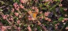 Lycaena phlaeas