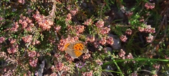 Lycaena phlaeas