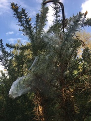 Tetranychus lintearius