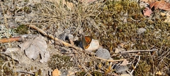 Lycaena phlaeas