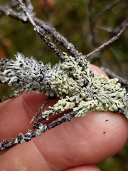 Parmeliopsis capitata