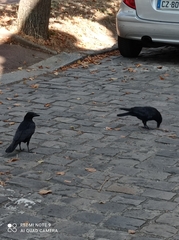 Corvus corone