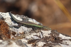 Platysaurus mitchelli