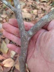 Duguetia furfuracea