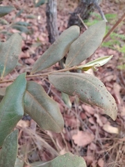 Duguetia furfuracea
