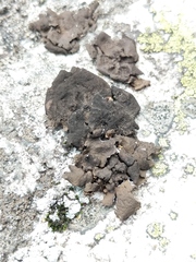 Umbilicaria deusta