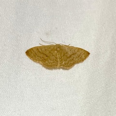 Idaea uniformis