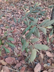 Duguetia furfuracea
