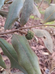 Duguetia furfuracea