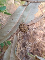 Duguetia furfuracea