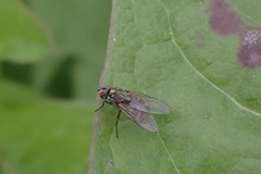 Haematobosca