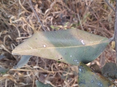 Duguetia furfuracea