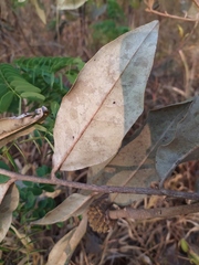 Duguetia furfuracea