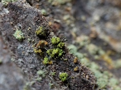 Chaenotheca chrysocephala