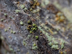 Chaenotheca chrysocephala