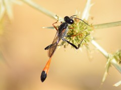 Ammophila heydeni
