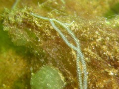 Phyllodocidae