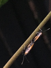 Scopiastes bicolor