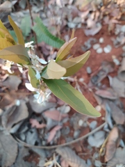 Campomanesia adamantium