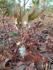 Campomanesia adamantium