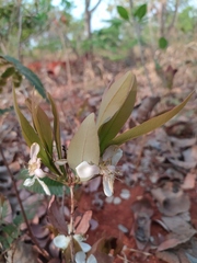 Campomanesia adamantium