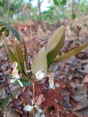 Campomanesia adamantium