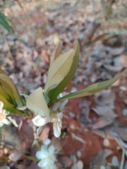 Campomanesia adamantium