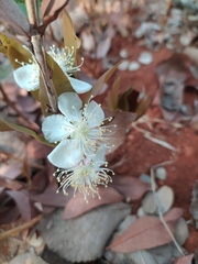 Campomanesia adamantium
