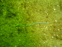 Phyllodocidae