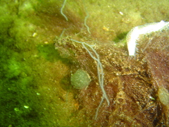 Phyllodocidae