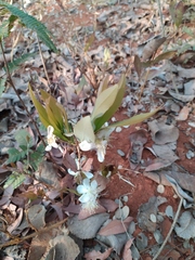Campomanesia adamantium