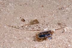 Synchiropus calauropomus