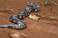 Afrotyphlops mucruso