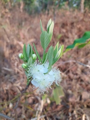Campomanesia pubescens