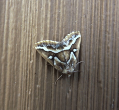 Caripeta angustiorata