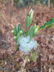 Campomanesia pubescens