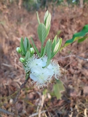 Campomanesia pubescens