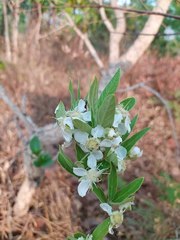 Campomanesia pubescens