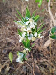 Campomanesia pubescens