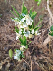 Campomanesia pubescens