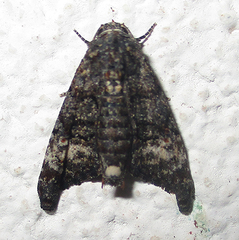 Marathyssa albidisca