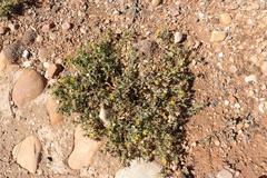 Cuspidia cernua annua