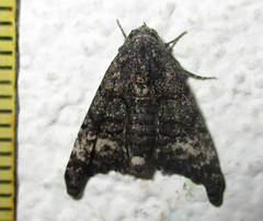 Marathyssa albidisca