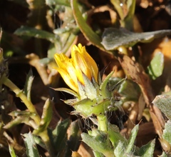 Cuspidia cernua annua