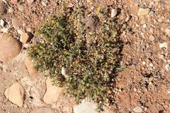 Cuspidia cernua annua