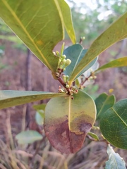 Erythroxylum campestre
