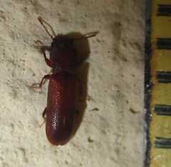 Lyctinae
