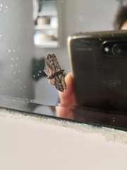 Gymnoscelis rufifasciata