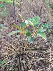 Erythroxylum campestre